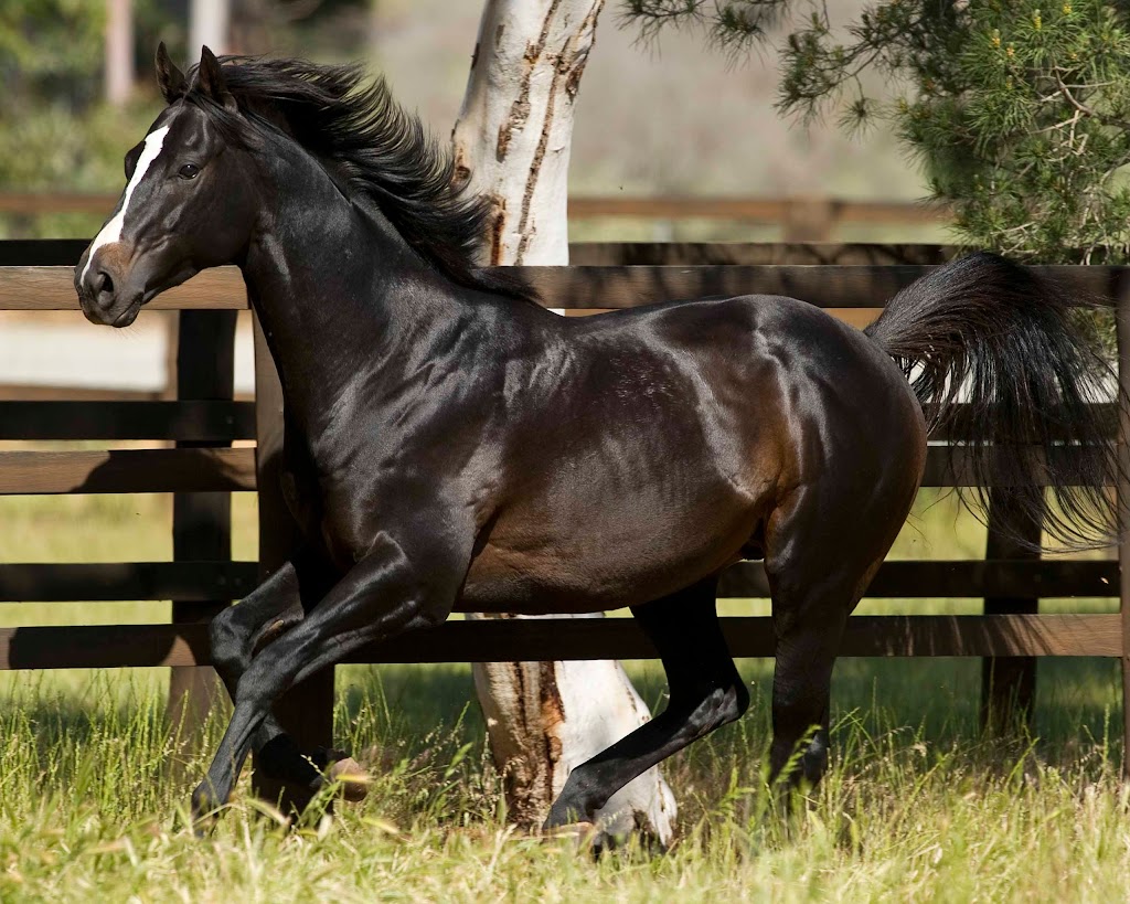 Lynward Park Stud | 2140 Great Northern Hwy, Bullsbrook WA 6084, Australia | Phone: 0439 957 111