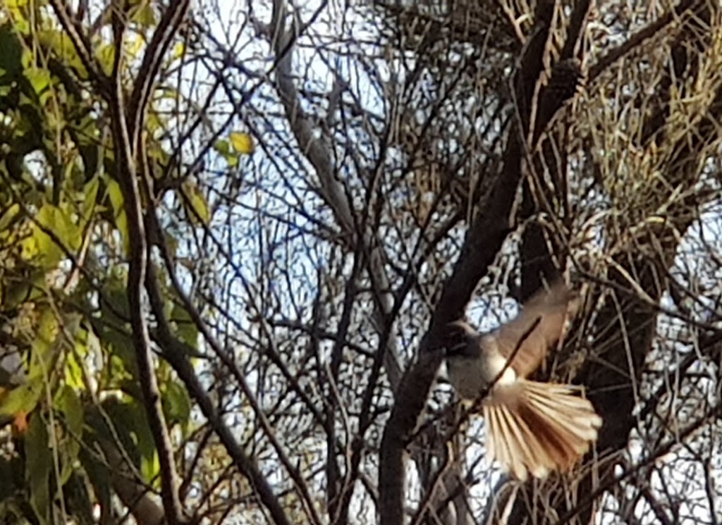 Aldinga Scrub Conservation Park | Aldinga Beach SA 5173, Australia