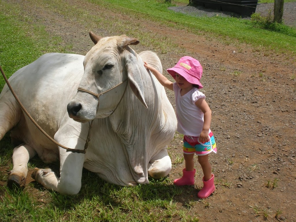 Aussie Farm Entertainment | lodging | 40 Robertson Rd, Utchee Creek QLD 4871, Australia | 0740653310 OR +61 7 4065 3310