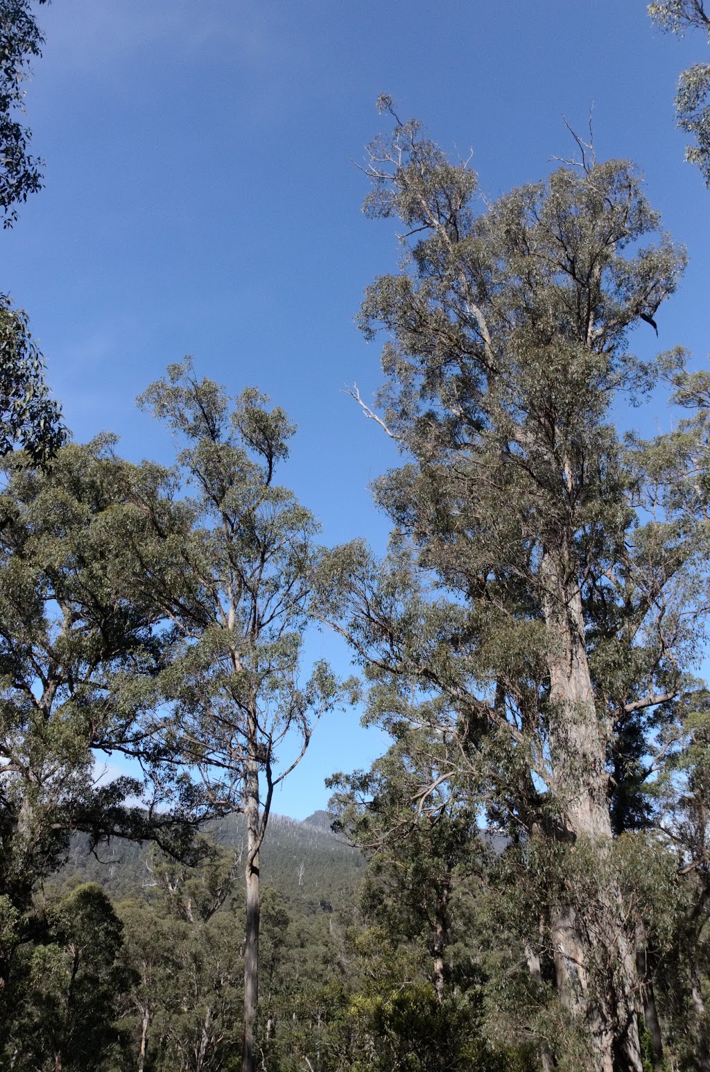 Tahune Forest Reserve | Southwest TAS 7139, Australia