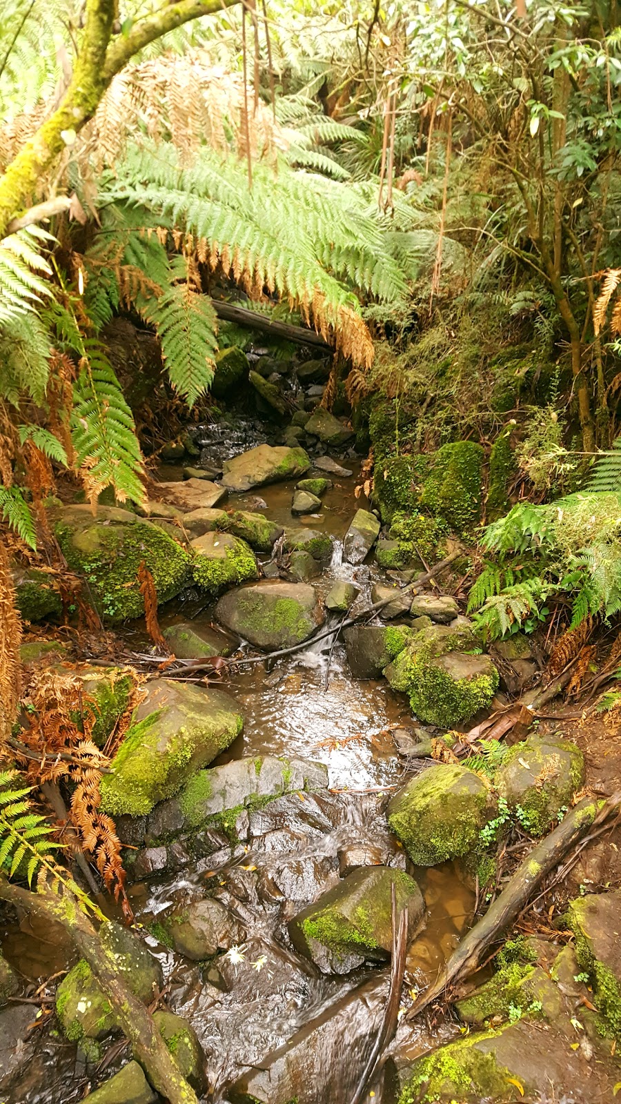 ODonohue Picnic Ground |  | Sherbrooke Lodge Rd, Sherbrooke VIC 3789, Australia | 131963 OR +61 131963