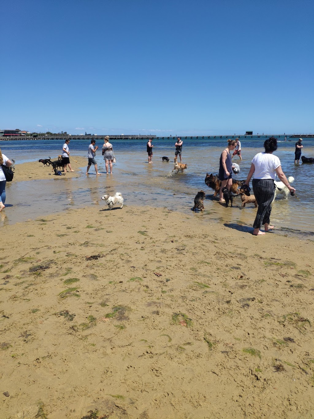 Dog Park | park | 23 Seacombe Grove, Brighton VIC 3186, Australia