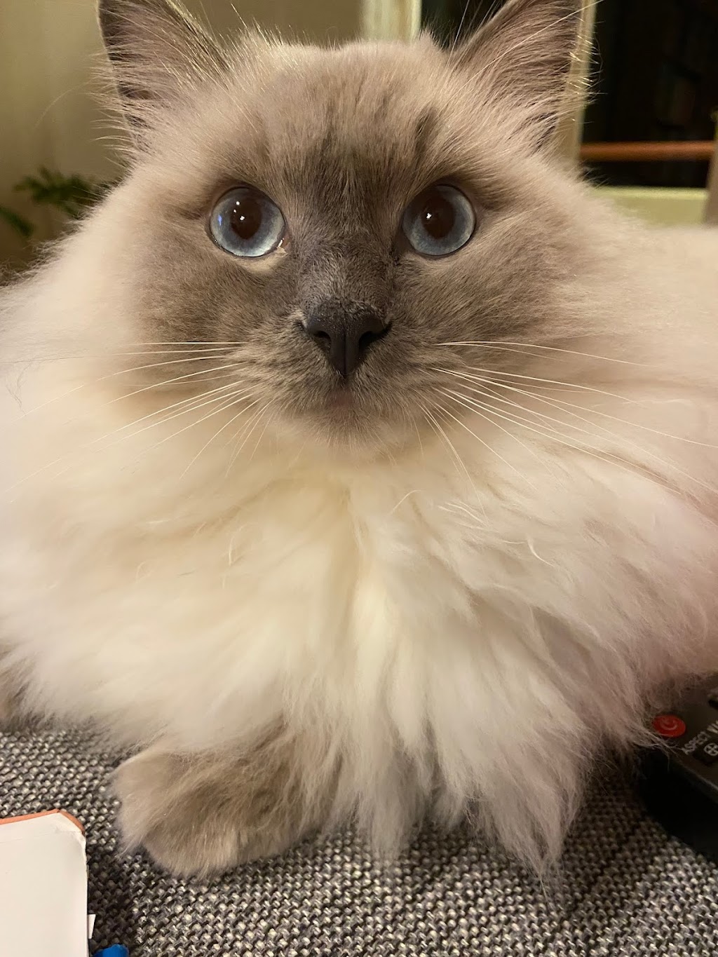 Affinity Ragdolls - Registered Sydney Ragdoll Cat Breeder | veterinary care | Annangrove Rd, Annangrove NSW 2156, Australia | 0417672024 OR +61 417 672 024