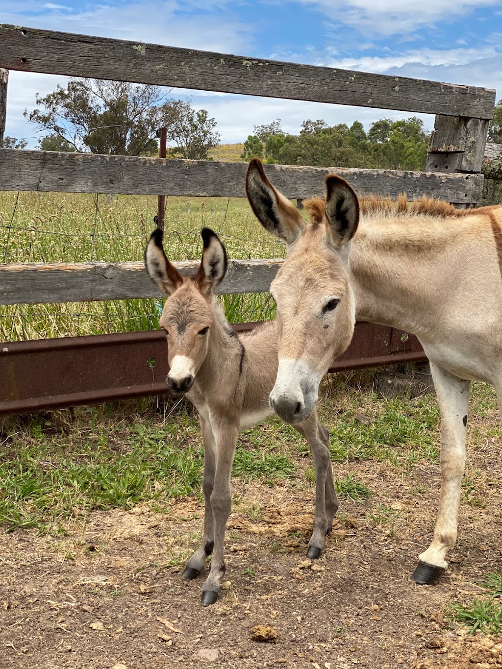 Last Stop Donkey Program | 119A Minimbah Dr, Whittingham NSW 2330, Australia | Phone: 0400 622 244