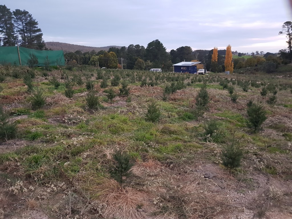 Spruced Christmas Trees |  | 323 Yetholme Dr, Yetholme NSW 2795, Australia | 0434998609 OR +61 434 998 609