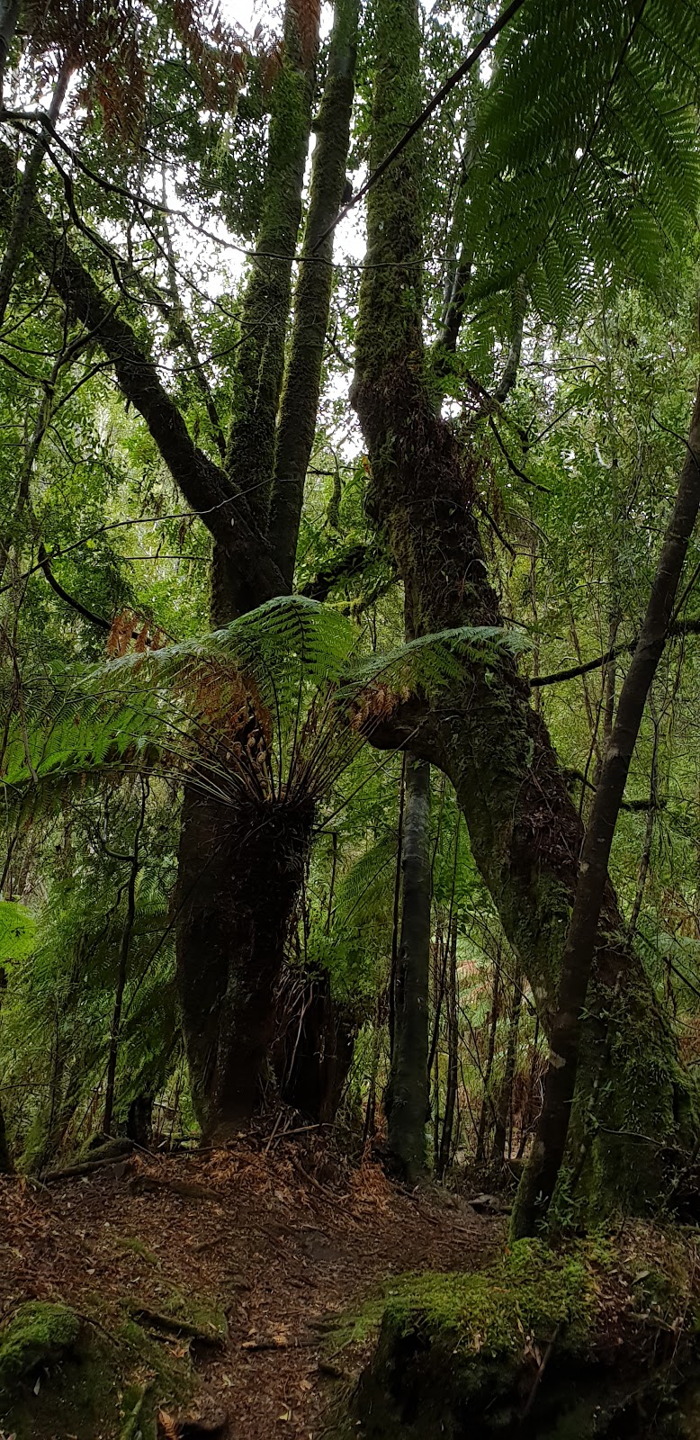 Julius River Rainforest Walk | park | South Arthur Forest Drive, West Coast TAS 7330, Australia