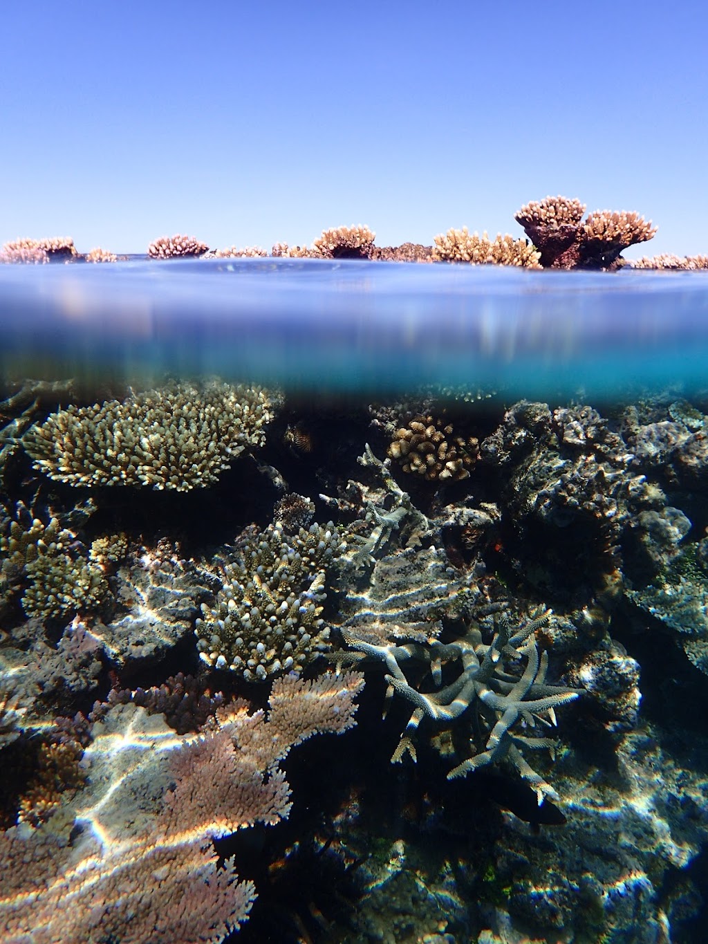 Coral Sea Dreaming Dive and Sail | Marlin Marina, Finger, A02, Cairns City QLD 4870, Australia | Phone: 0474 727 777