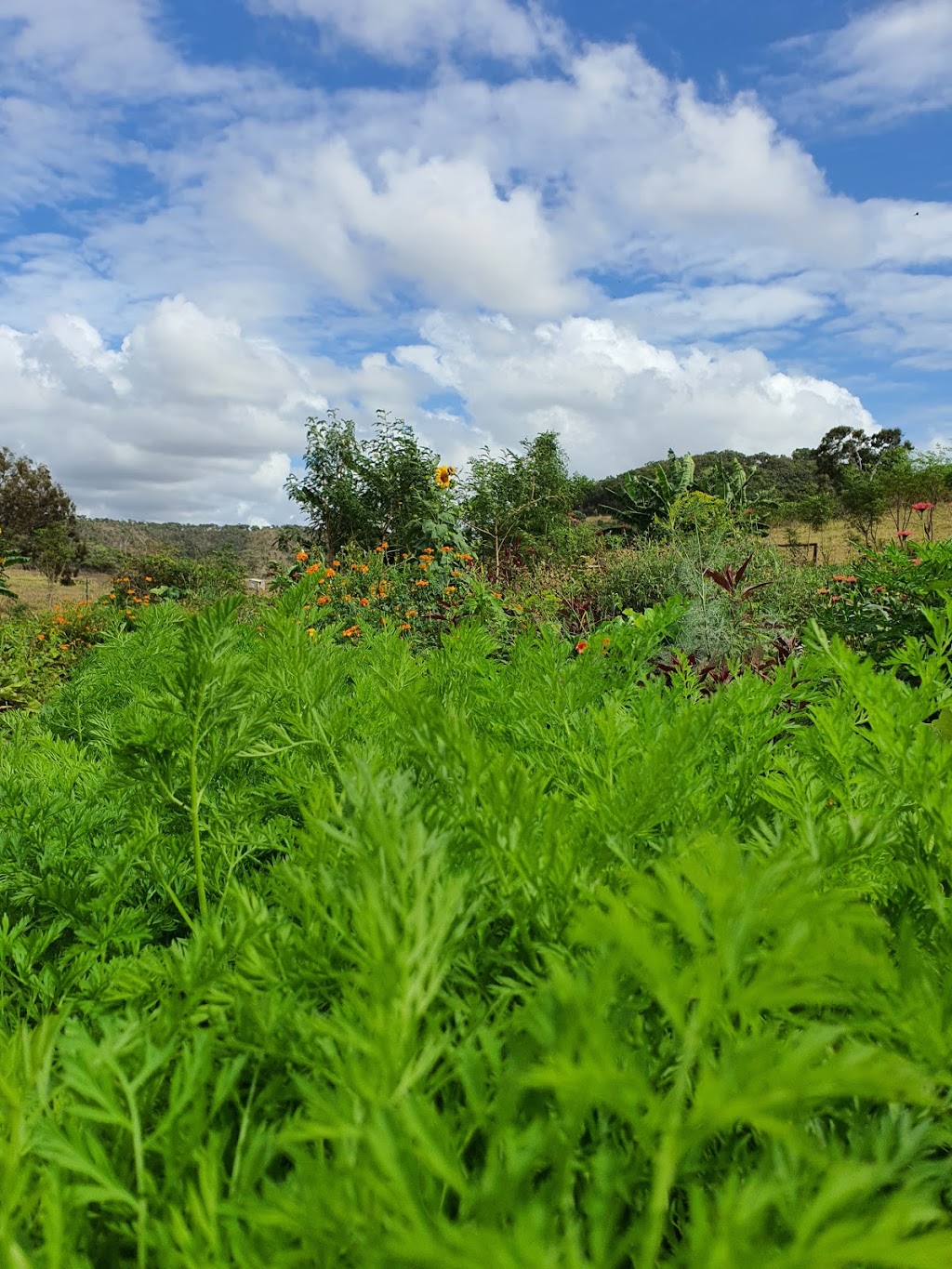 High Valley Dawn, Permaculture Farm | 192 Clayton Rd, Rosslyn QLD 4703, Australia | Phone: 0488 923 286