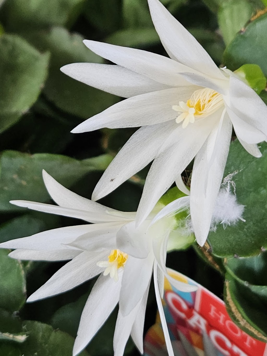 Schlumbergera Queensland | 35 Attewood Ave, Berrinba QLD 4117, Australia | Phone: 0407 432 368