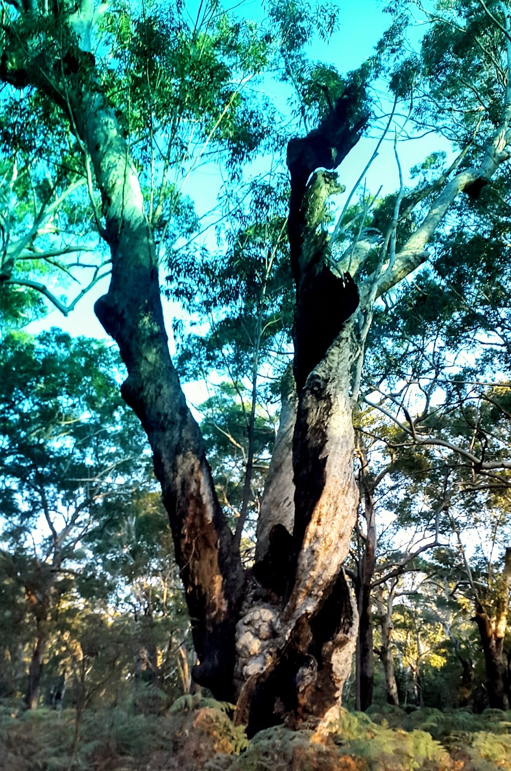 St Georges Basin and Booderee National Park at and around Ellmoo | Ellmoos Rd, Jervis Bay JBT 2540, Australia