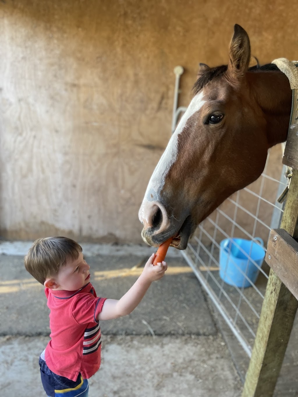 Equine Assisted Learning |  | Kureelpa Falls Rd, Kureelpa QLD 4560, Australia | 0411644313 OR +61 411 644 313