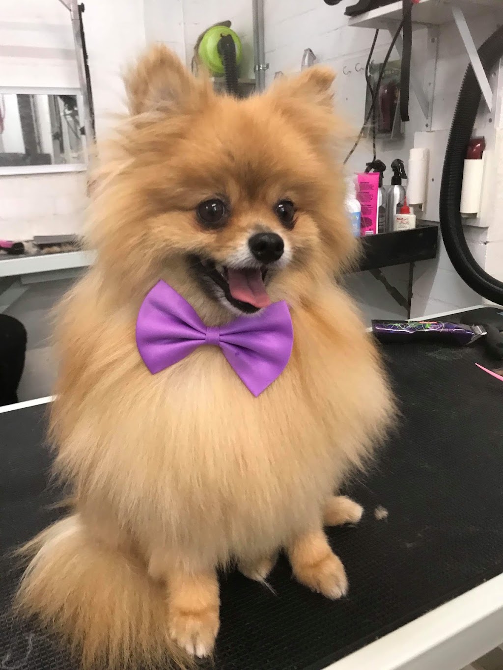 Camden bark dog spa | 14 Mitchell St, Camden NSW 2570, Australia | Phone: (02) 4602 6020