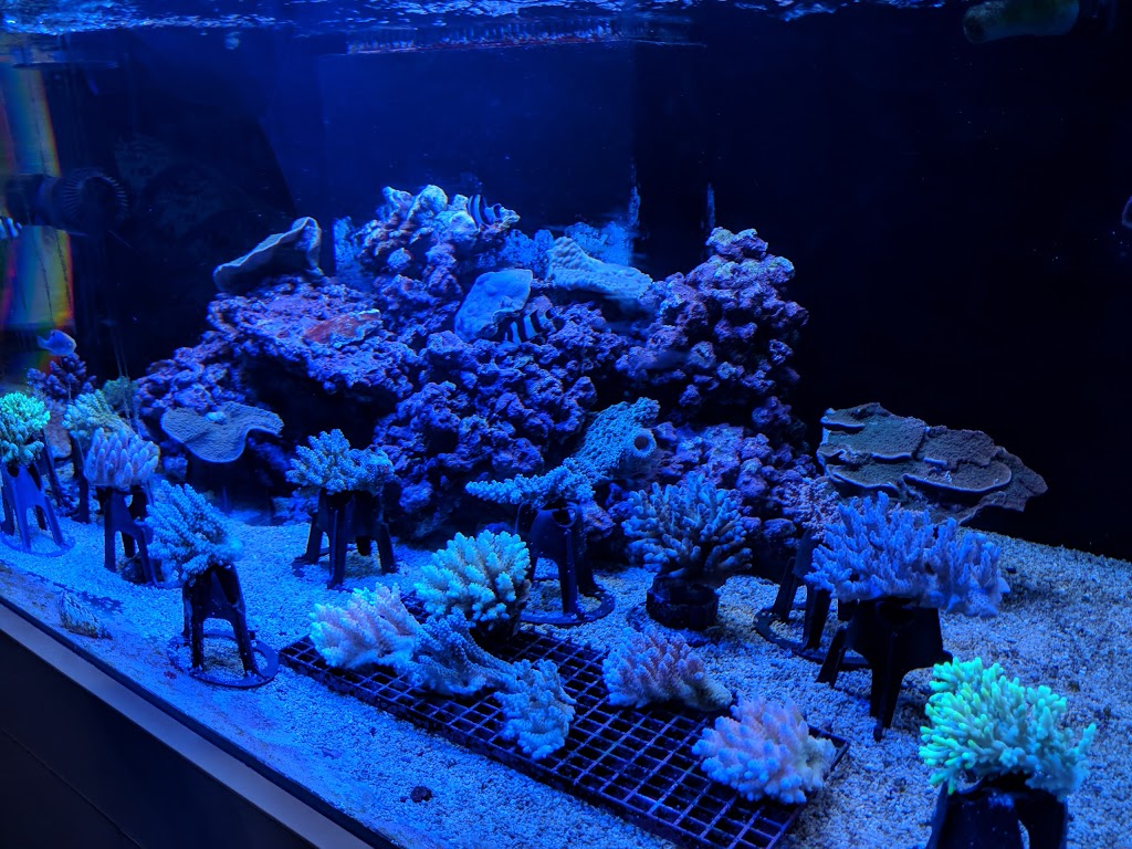 Aquariums at Asquith | Wattle St, Asquith NSW 2077, Australia | Phone: 0414 805 431