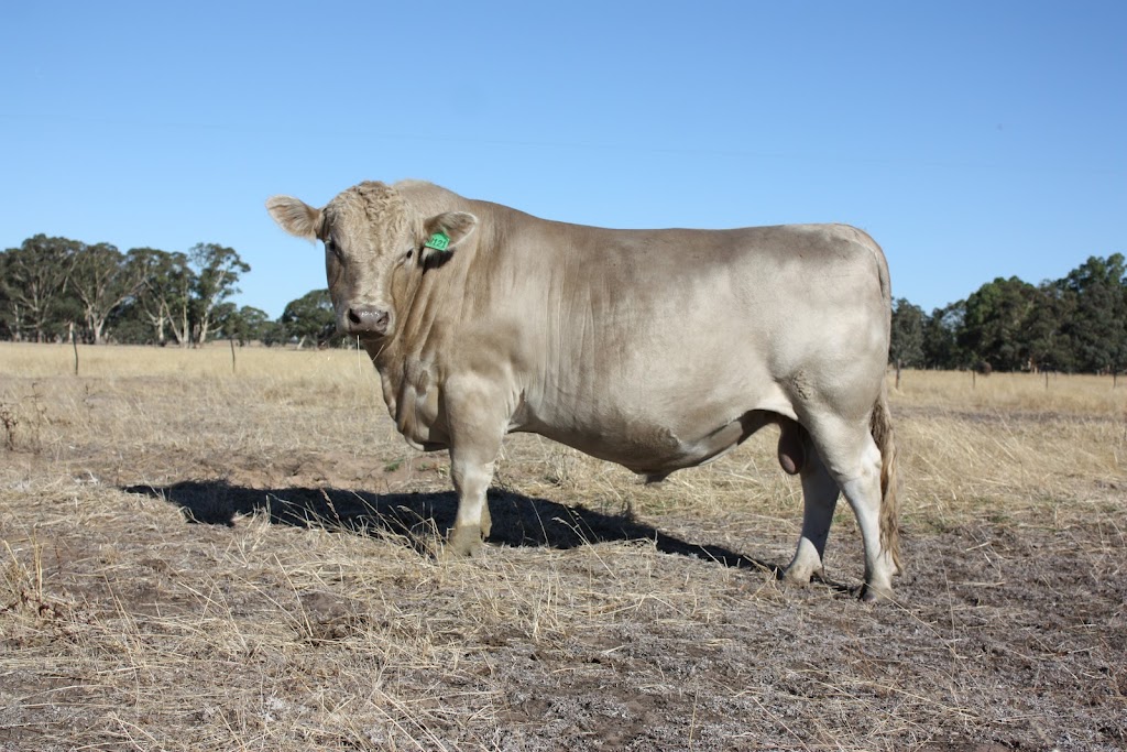 Eylwarra Sands Murray Grey Stud | 629 Walkington Hills Rd, Bangham SA 5268, Naracoorte SA 5271, Australia | Phone: 0428 767 061