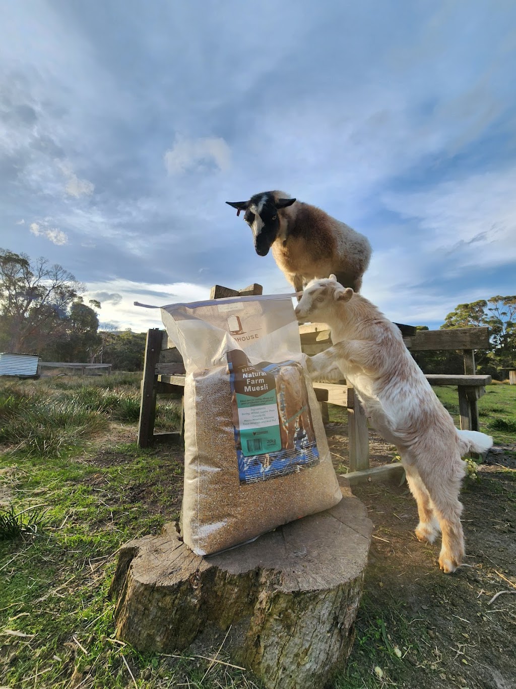 Tasman Feed & Forage | 479 Nubeena Back Rd, Koonya TAS 7187, Australia | Phone: 0490 951 692
