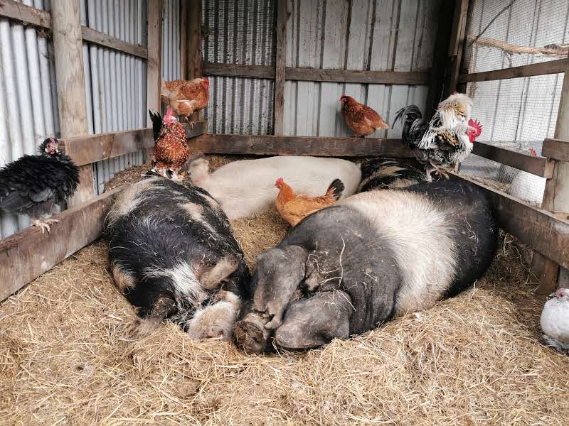 Brightside Farm Sanctuary | 8121 Channel Hwy, Cygnet TAS 7112, Australia | Phone: 0408 658 356