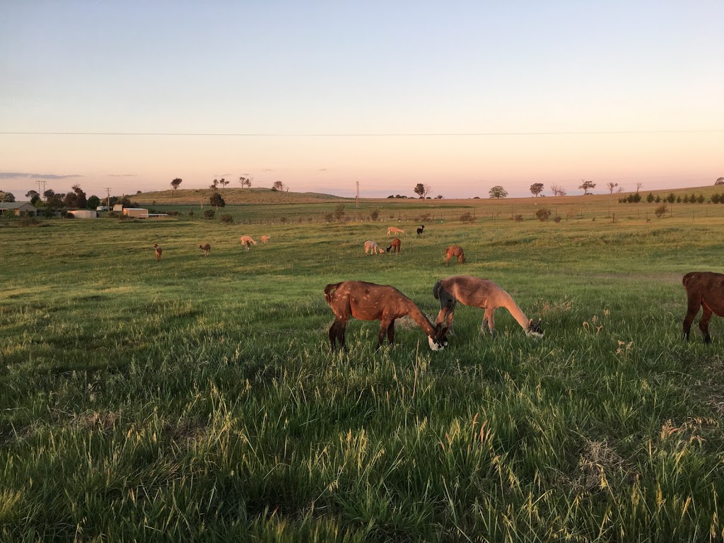 Blackwattle Alpaca Farm | 315 Patemans Ln, Murrumbateman NSW 2582, Australia | Phone: 0403 991 612