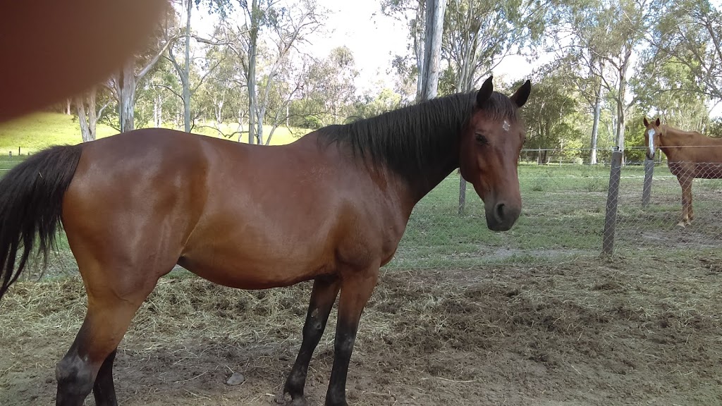 Cavalli Equestrian. Complete Care. |  | 38 Glenhurst St, Pinjarra Hills QLD 4069, Australia | 0408744332 OR +61 408 744 332