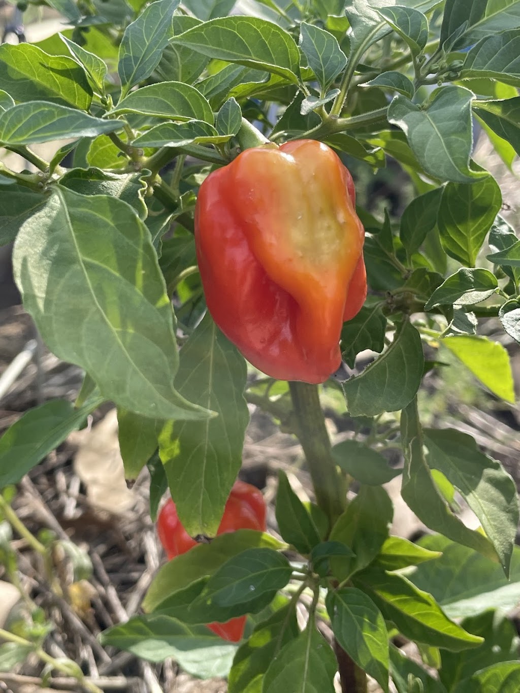 Gourmet Grub by Nettie | 663 Brisbane Valley Highway, Wanora QLD 4306, Australia | Phone: 0487 192 764