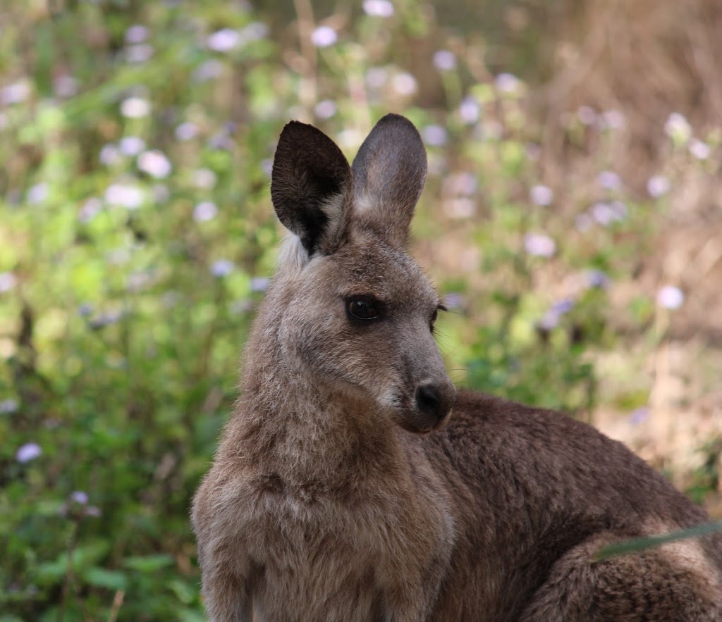 Coombabah Lakes Conservation Area | park | 474 Pine Ridge Rd, Coombabah QLD 4216, Australia