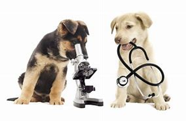 Allpets Veterinary Clinic Narrabri | veterinary care | 53 Cooma Rd, Narrabri NSW 2390, Australia | 0257338804 OR +61 2 5733 8804
