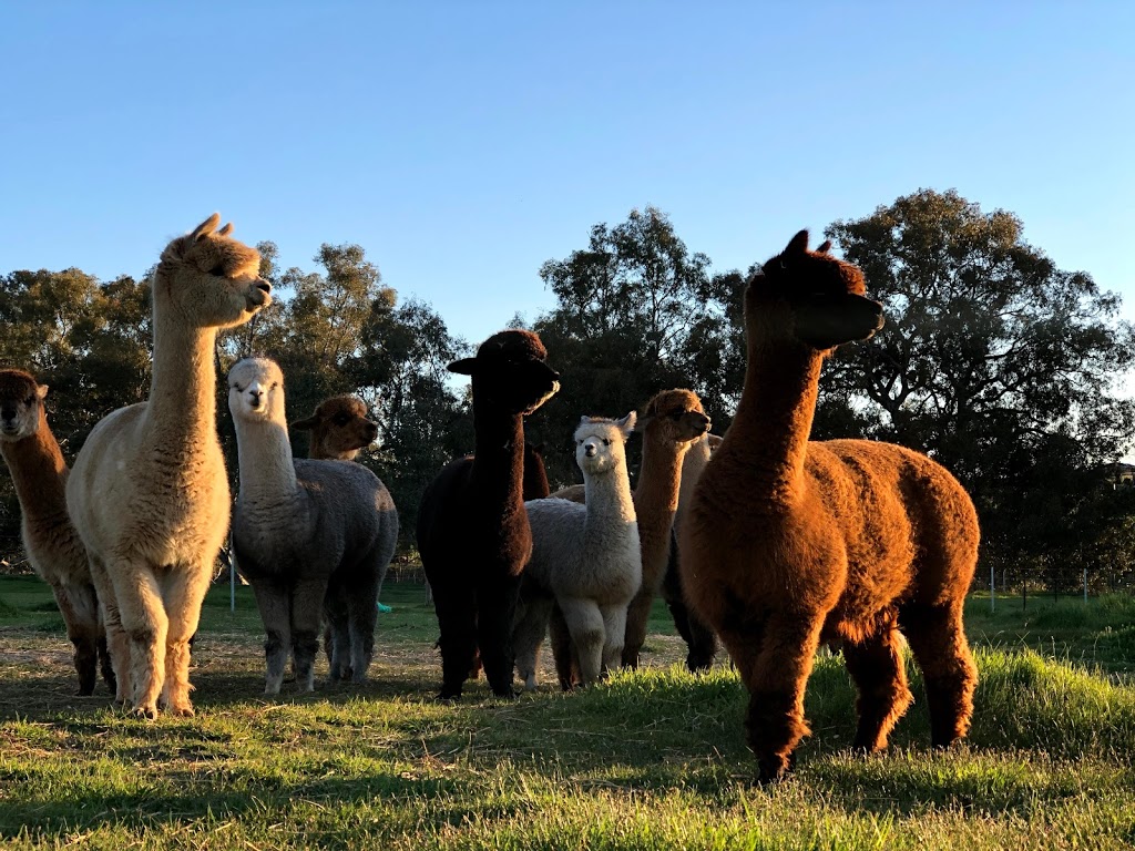 Campo Verde Alpacas | food | 191 Eagles Rd, Harcourt VIC 3453, Australia | 0402034053 OR +61 402 034 053