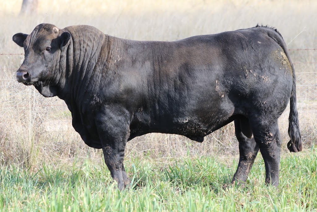 Angledale Limousins | Oakley/241 Dry Creek Rd, Willow Tree NSW 2339, Australia | Phone: 0438 941 745