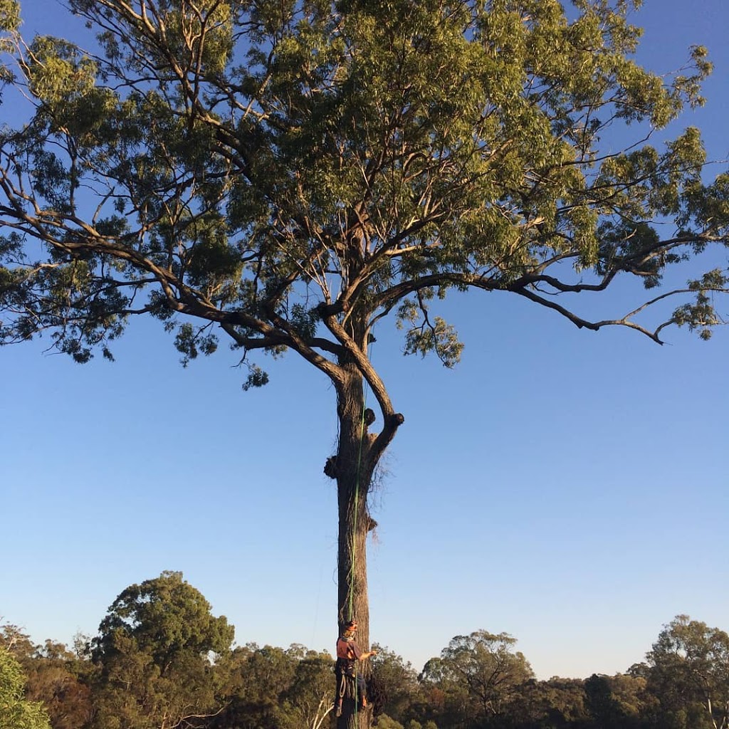 Family Tree Care | Redland Bay Rd, Redland Bay QLD 4165, Australia | Phone: (07) 3829 2331