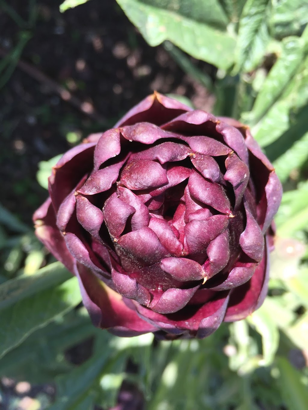 Golden Dawn Permaculture | 14a Hyde St, Fernmount NSW 2454, Australia | Phone: 0435 298 679