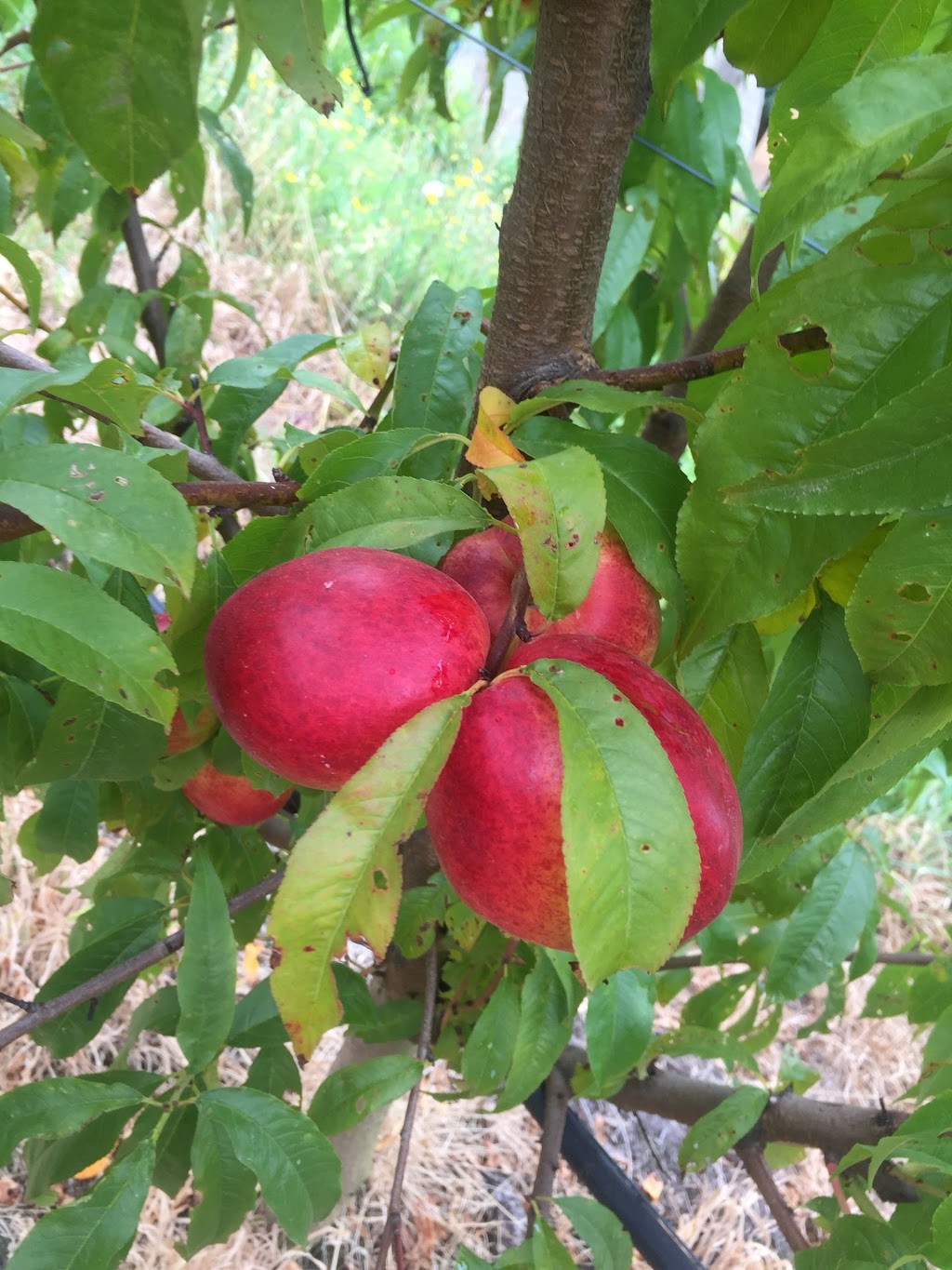 Staples Apples |  | 144 Roberts Rd, Main Ridge VIC 3928, Australia | 0359896255 OR +61 3 5989 6255