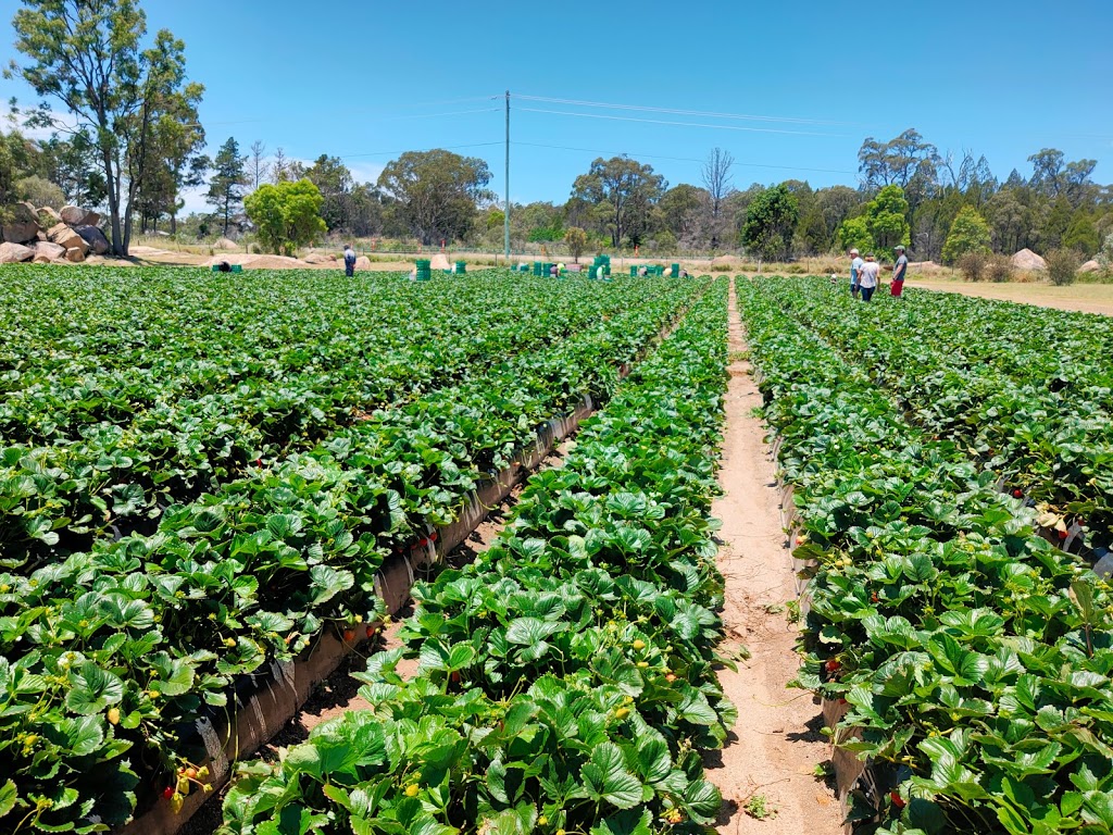 Ashbern Farms | 2 West Rd, Stanthorpe QLD 4380, Australia | Phone: (07) 4681 0124