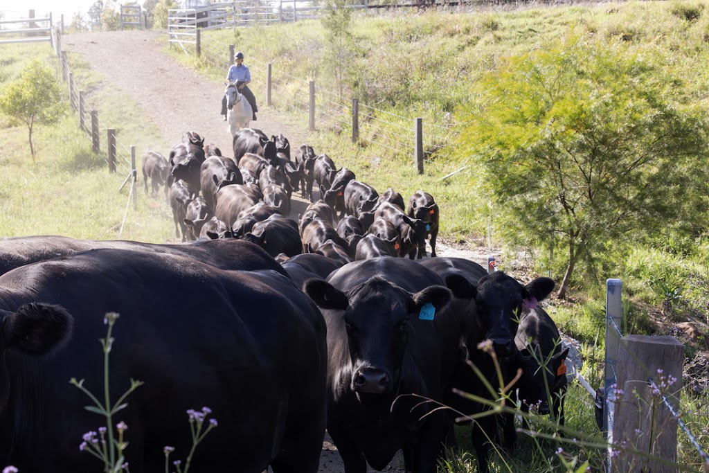 Tallawalla | 172 Hanleys Creek Rd, Tabbil Creek NSW 2420, Australia | Phone: 0419 545 670