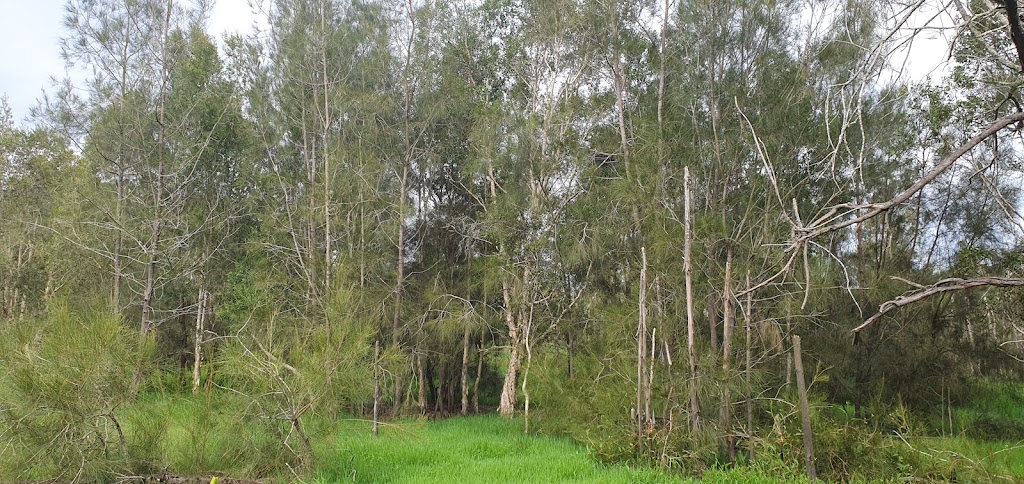 Conservation Camping at the Creek | Shark Creek Rd, Tyndale NSW 2463, Australia | Phone: 0452 199 680