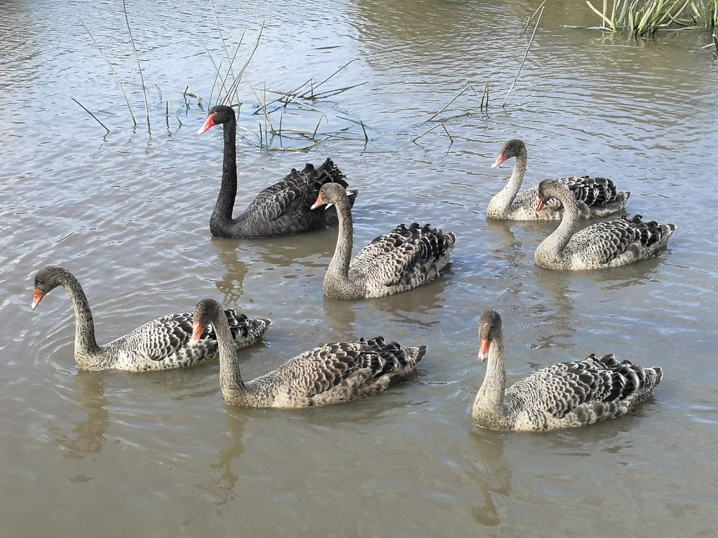 Edenbrook Wetlands and Playground | park | Edenbrook Circuit, Pakenham VIC 3810, Australia