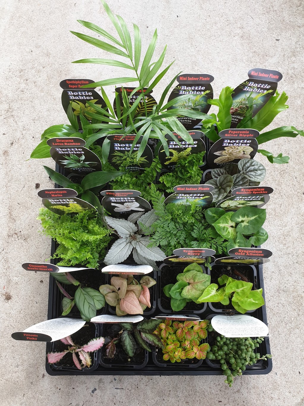 Plant Passion Au | store | 7 Lynott St, Horsham VIC 3400, Australia | 0406340829 OR +61 406 340 829