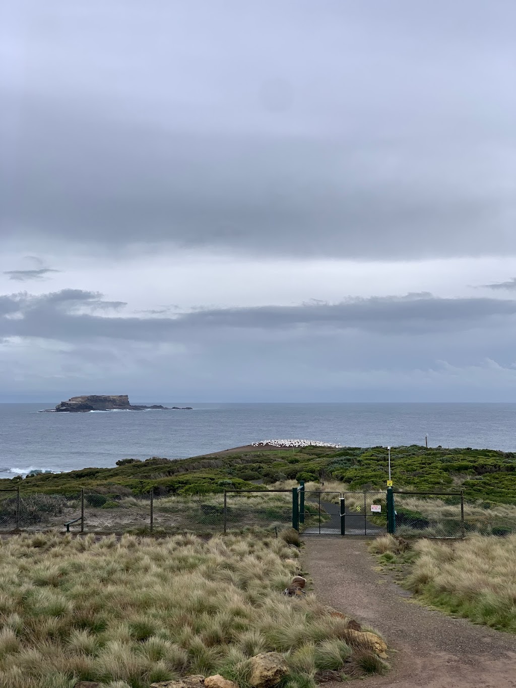 Point Danger Gannet Colony | Portland VIC 3305, Australia | Phone: 1800 035 567