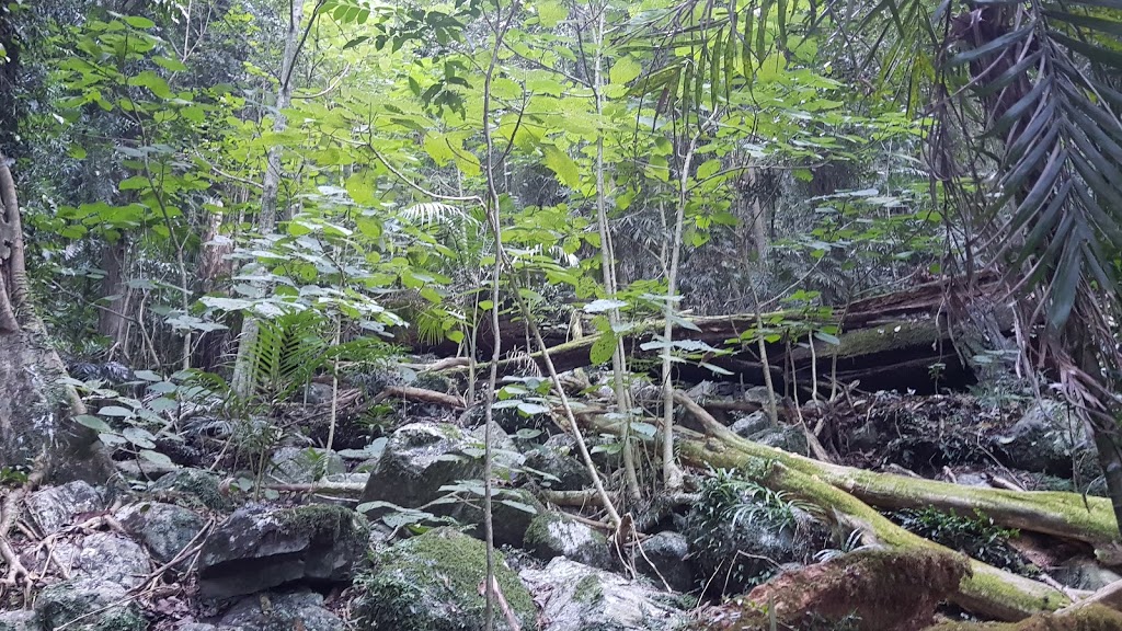 Crystal Shower Falls | park | 142 Dome Rd, Dorrigo Mountain NSW 2453, Australia