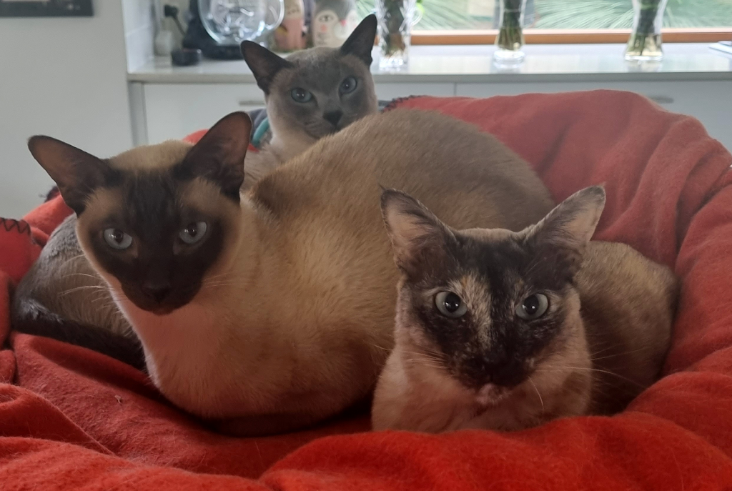 Aristocats Boarding Cattery | 766 Midland Hwy, Mount Rowan VIC 3352, Australia | Phone: 0407 032 033