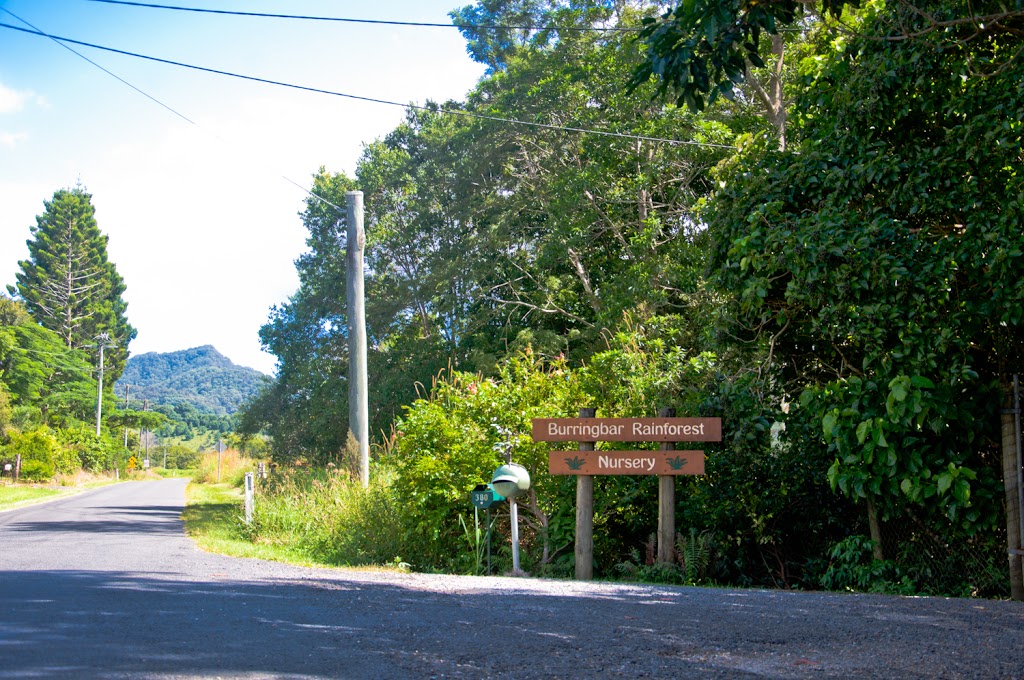 Burringbar Rainforest Nursery | store | 380 Burringbar Rd, Upper Burringbar NSW 2483, Australia | 0266771088 OR +61 2 6677 1088