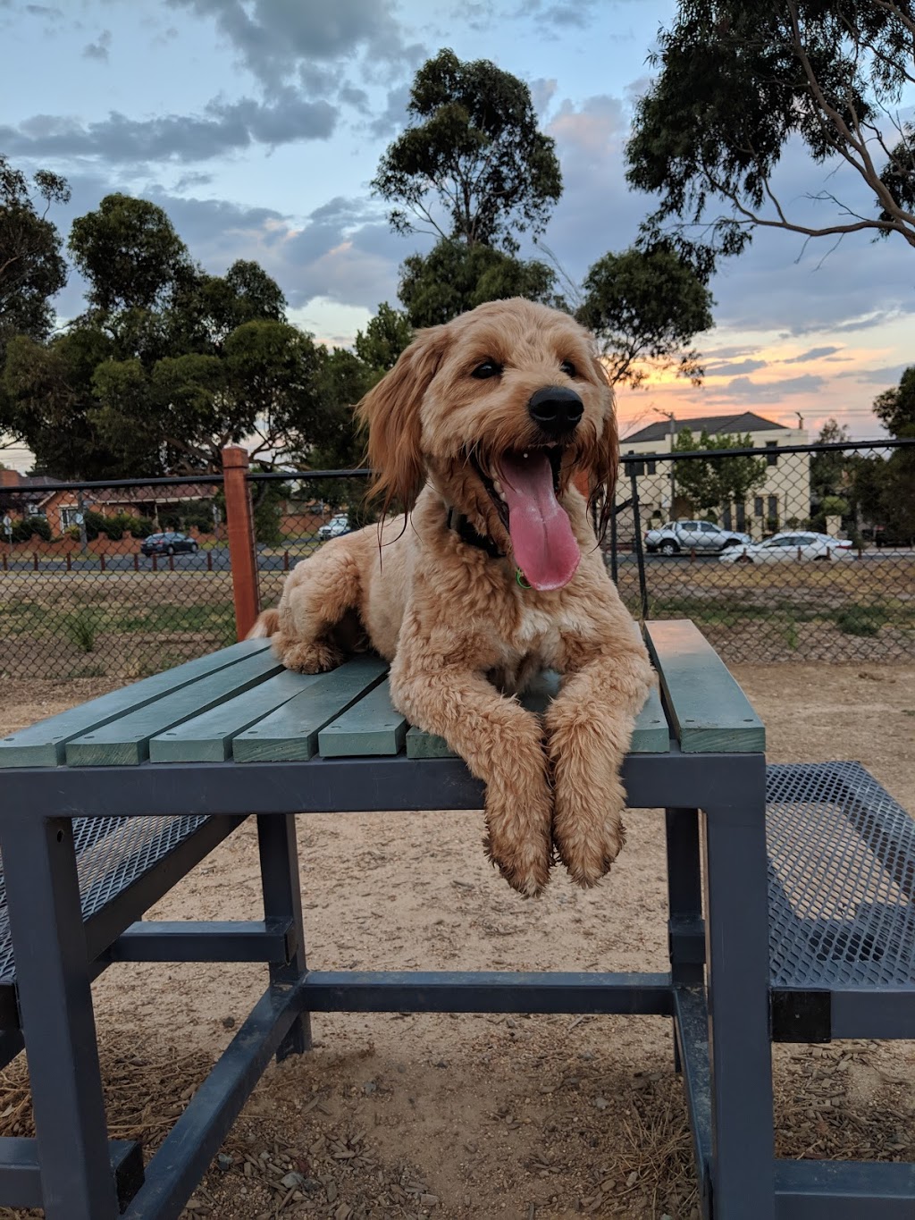 Alf Pearce Dog Park | park | 111 Carnarvon Rd, Strathmore VIC 3041, Australia