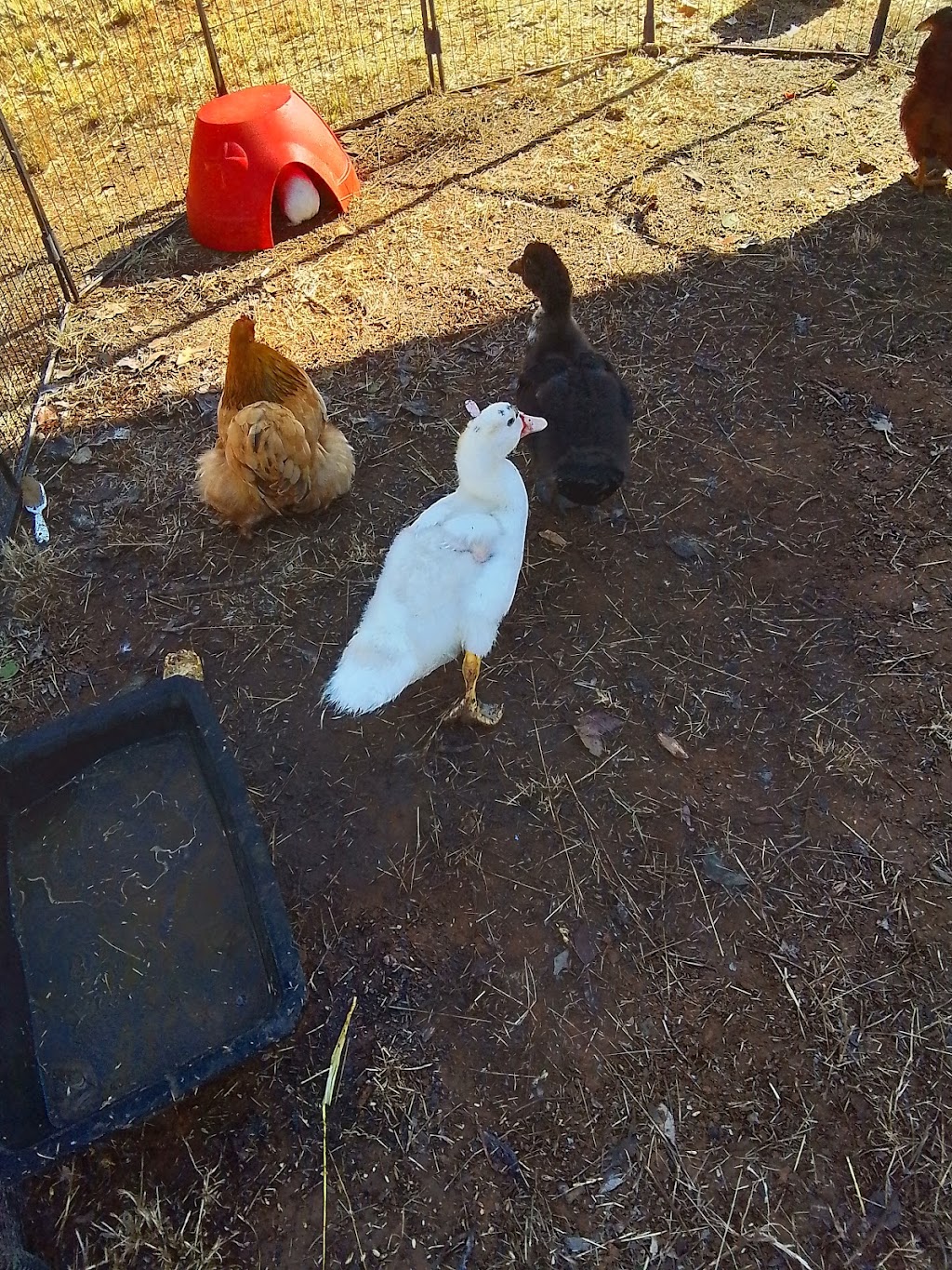 Trulander Petting Zoo | Caringal Rd, Emerald QLD 4720, Australia | Phone: 0407 460 703