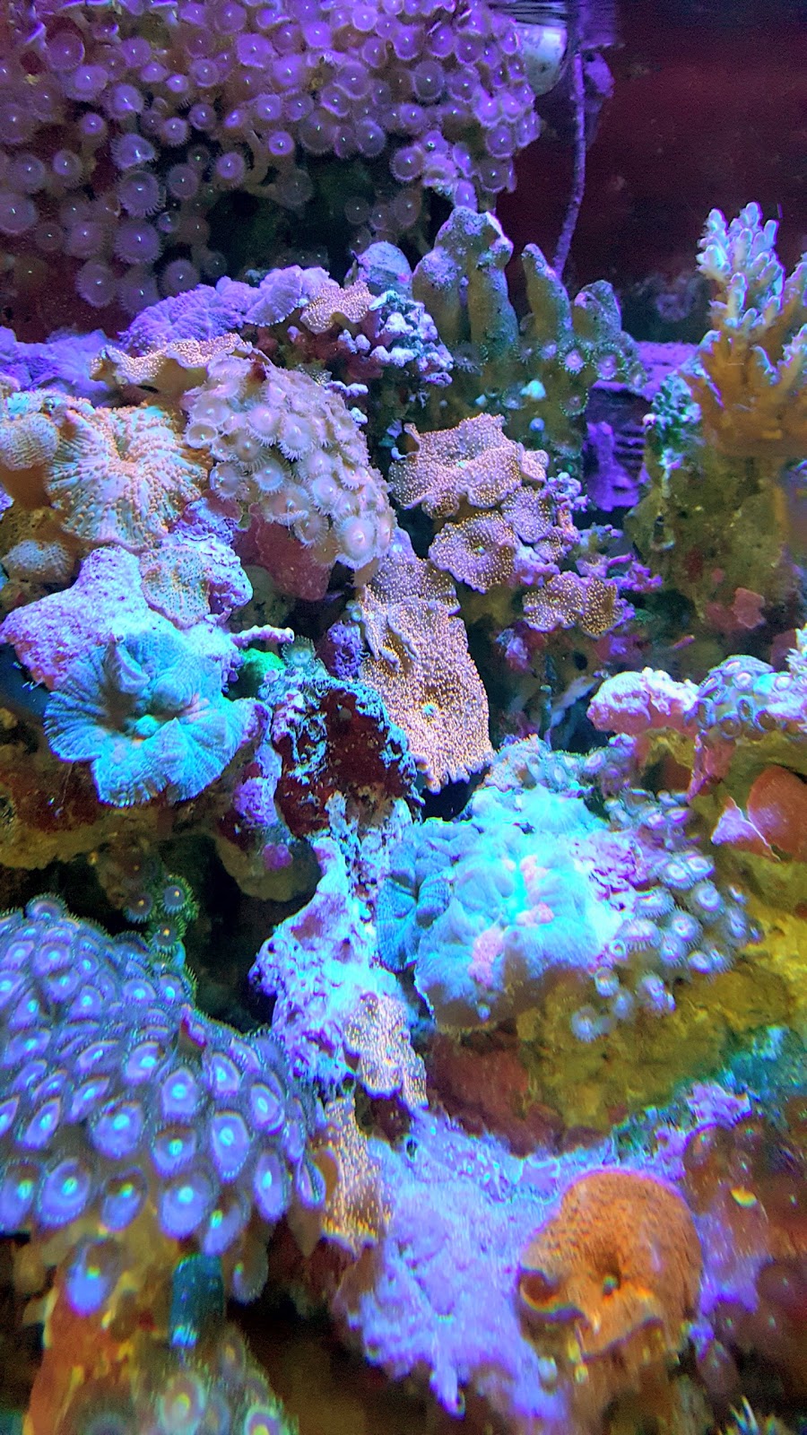 Reef Secrets Aquariums | 2/9 Kortum Dr, Burleigh Heads QLD 4220, Australia | Phone: (07) 5535 6996