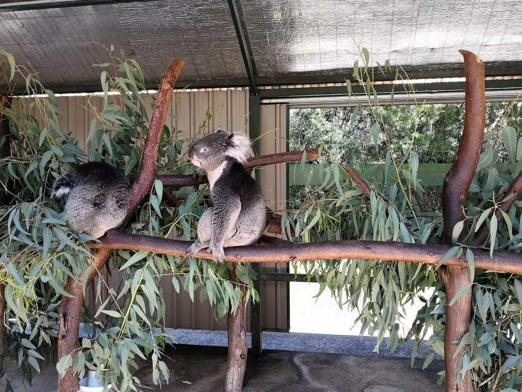 Caversham Wildlife Park | Unit B/99 Lord St, Whiteman WA 6068, Australia | Phone: (08) 9248 1984