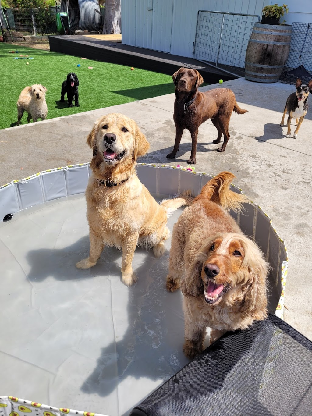DOGGY RETREAT | Gillies St, Kurri Kurri NSW 2327, Australia | Phone: 0491 626 848