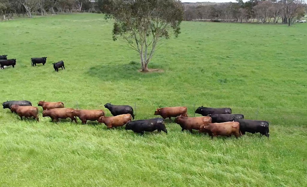 Yallambee Angus | 180 Belanglo Rd, Belanglo NSW 2577, Australia | Phone: 0429 444 349