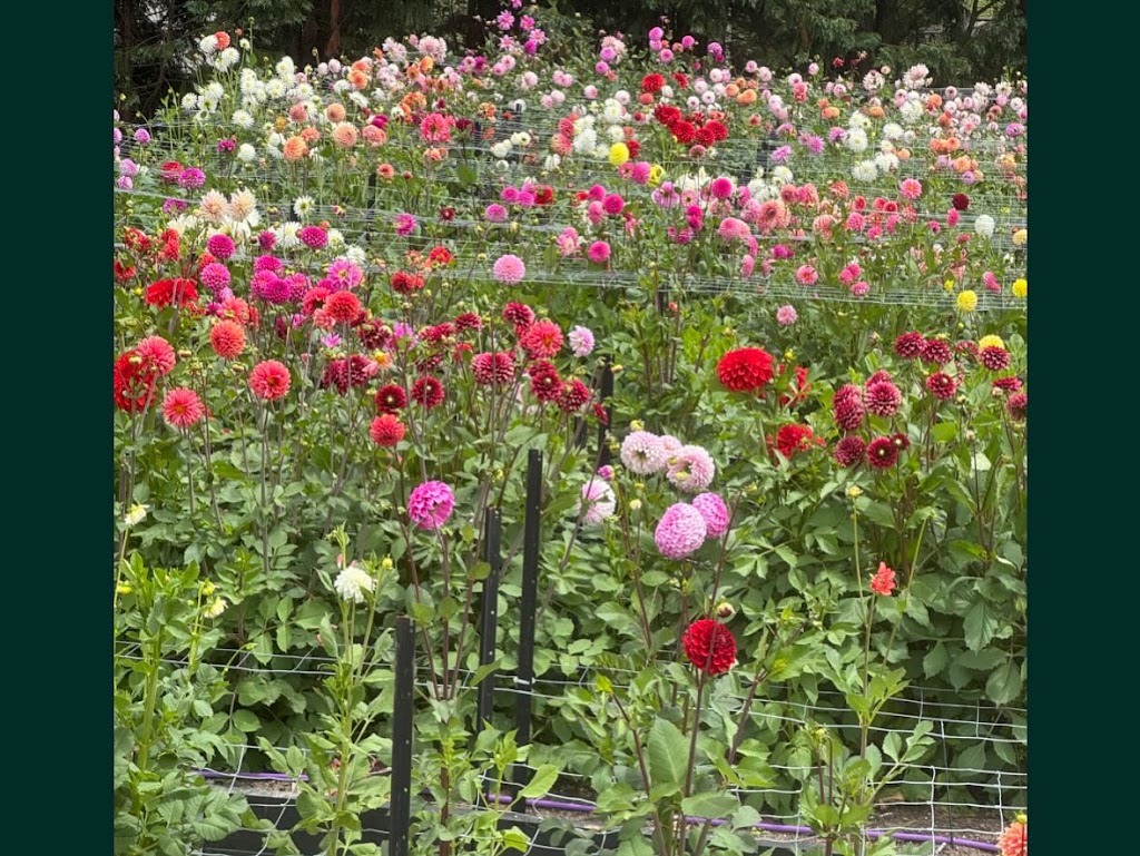 The Dahlia Patch Farm | 154 Old S Rd, Alpine NSW 2575, Australia | Phone: 0413 057 671