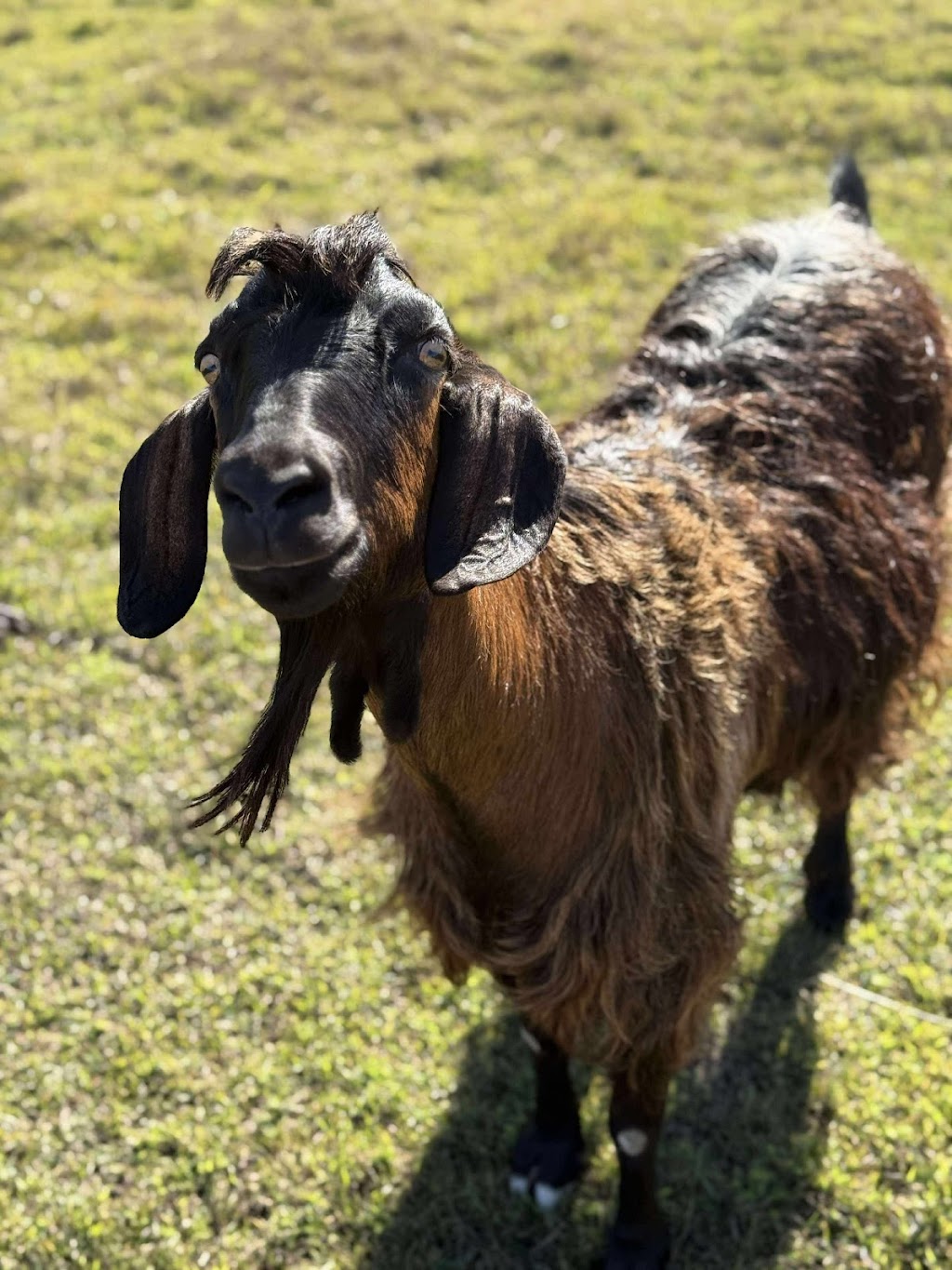 Yellow Rose Ranch | 14A Caleys Ct, Lockrose QLD 4342, Australia | Phone: 0492 857 810