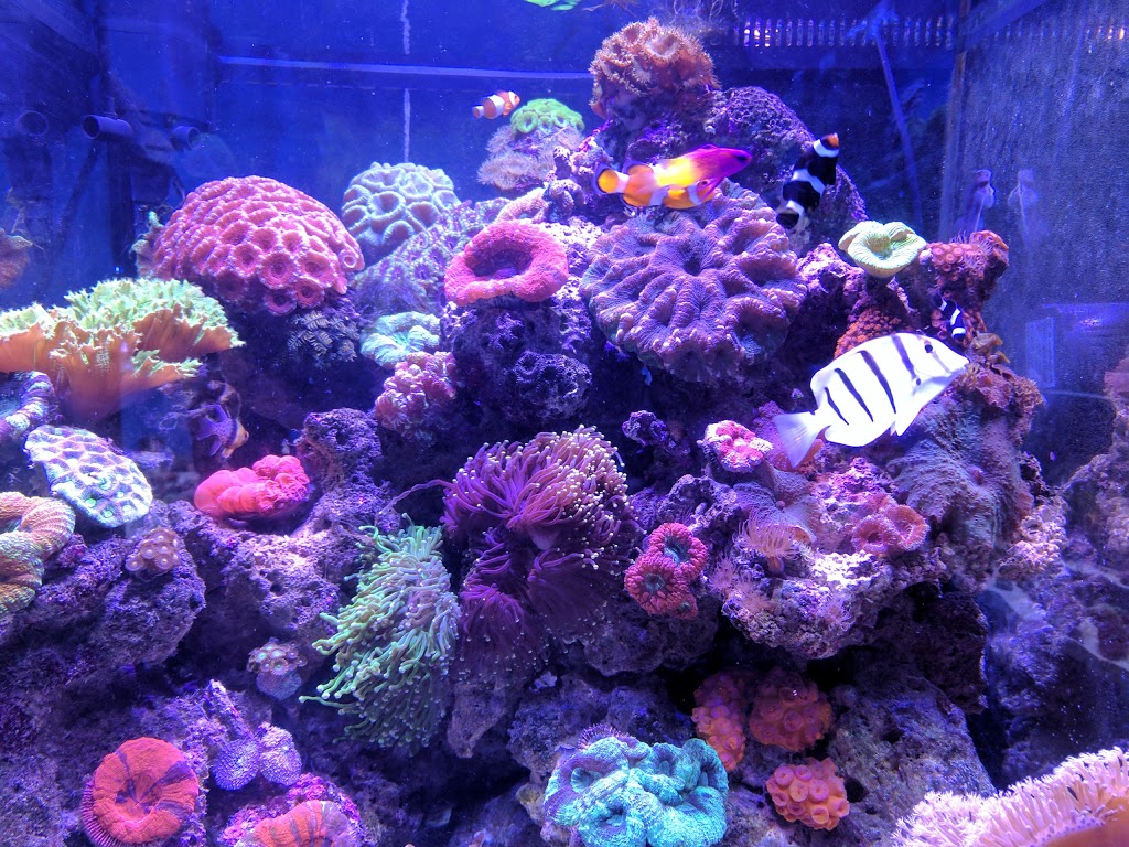 Mentone Aquarium | pet store | 135/137 Nepean Hwy, Mentone VIC 3194, Australia | 0395835233 OR +61 3 9583 5233