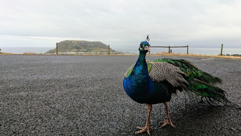 Jimmy Lane Memorial Lookout | 148 Dovecote Rd, Stanley TAS 7331, Australia | Phone: (18) 99752-1041