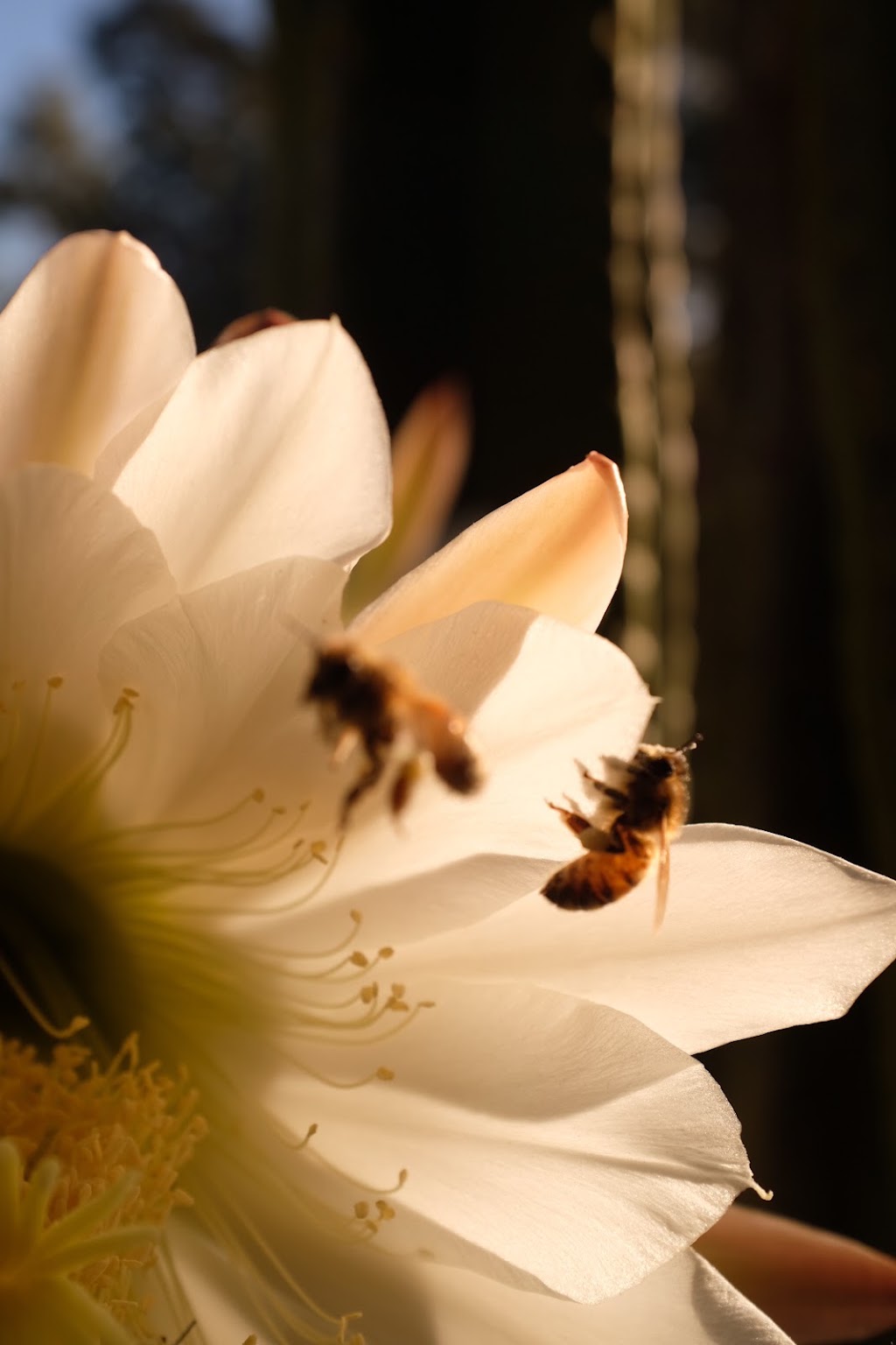 Spiral Psychotherapy | 51 Woolnoughs Rd, Porcupine Ridge VIC 3461, Australia | Phone: 0414 617 837